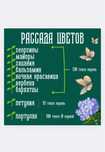 Рассада цветов разных сортов