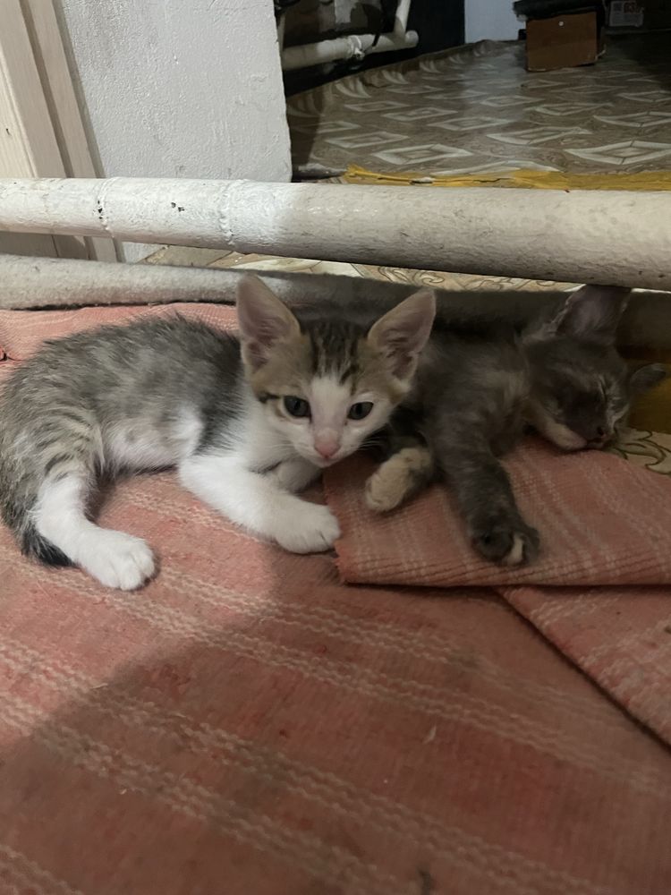 Отдам котят в добрые руки