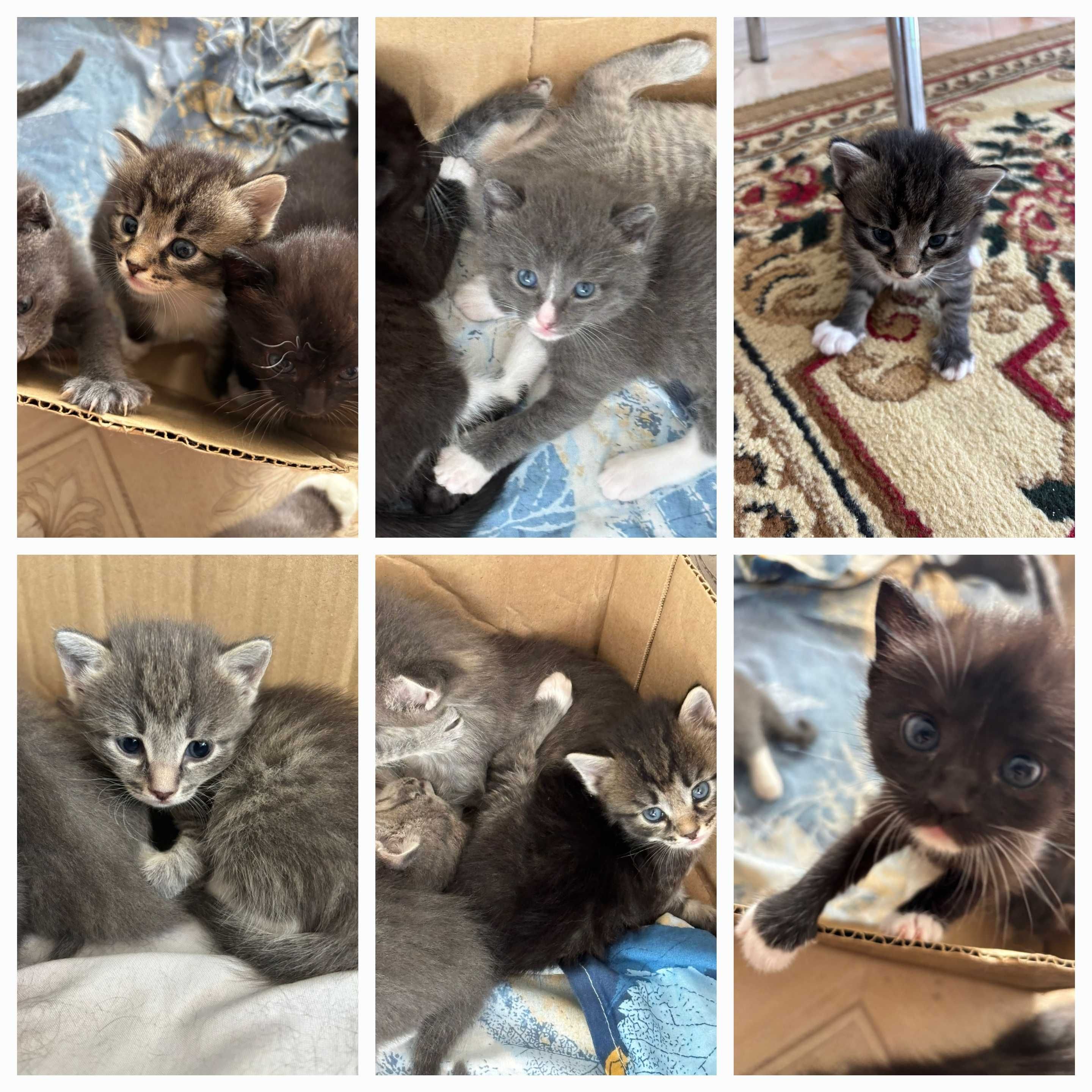 Отдам бесплатно котят