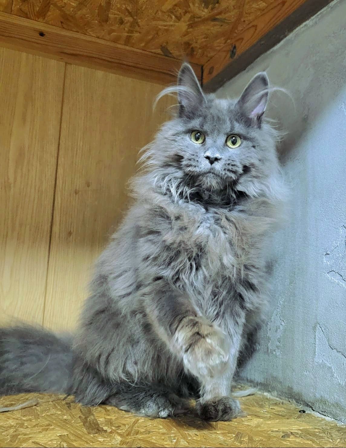 Котёнок девочка Мейн кун