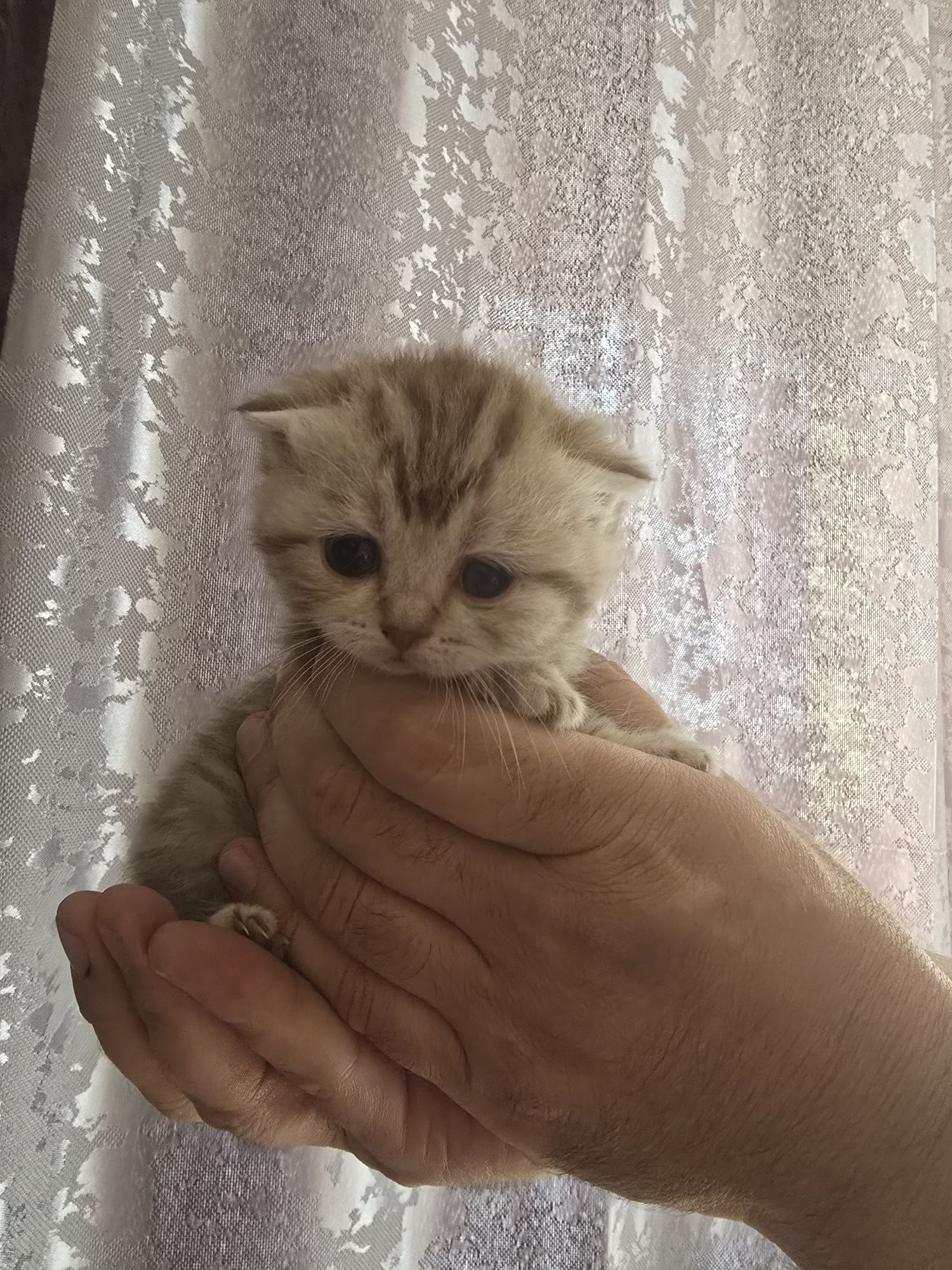 Продам котят породистых  вислрухих