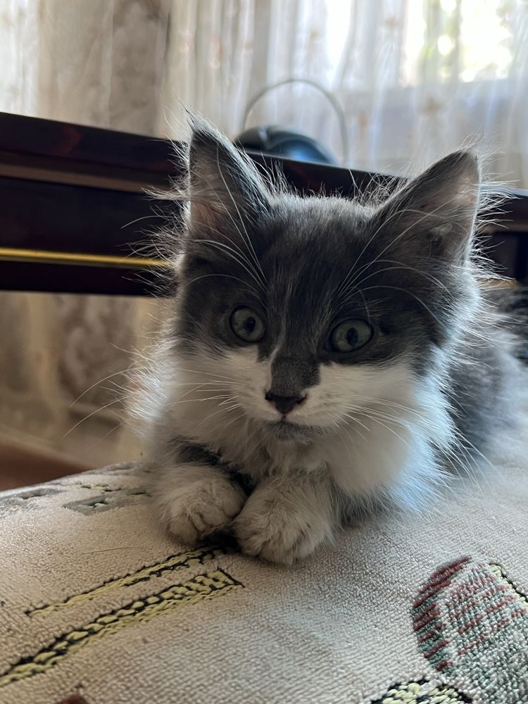 Отдам котят в добрые руки