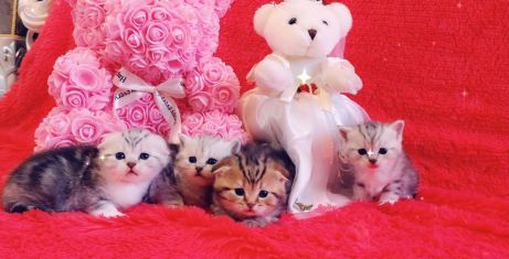 Молодой,опытный прямоухий шотландский кот (скоттиш страйт) для вязки