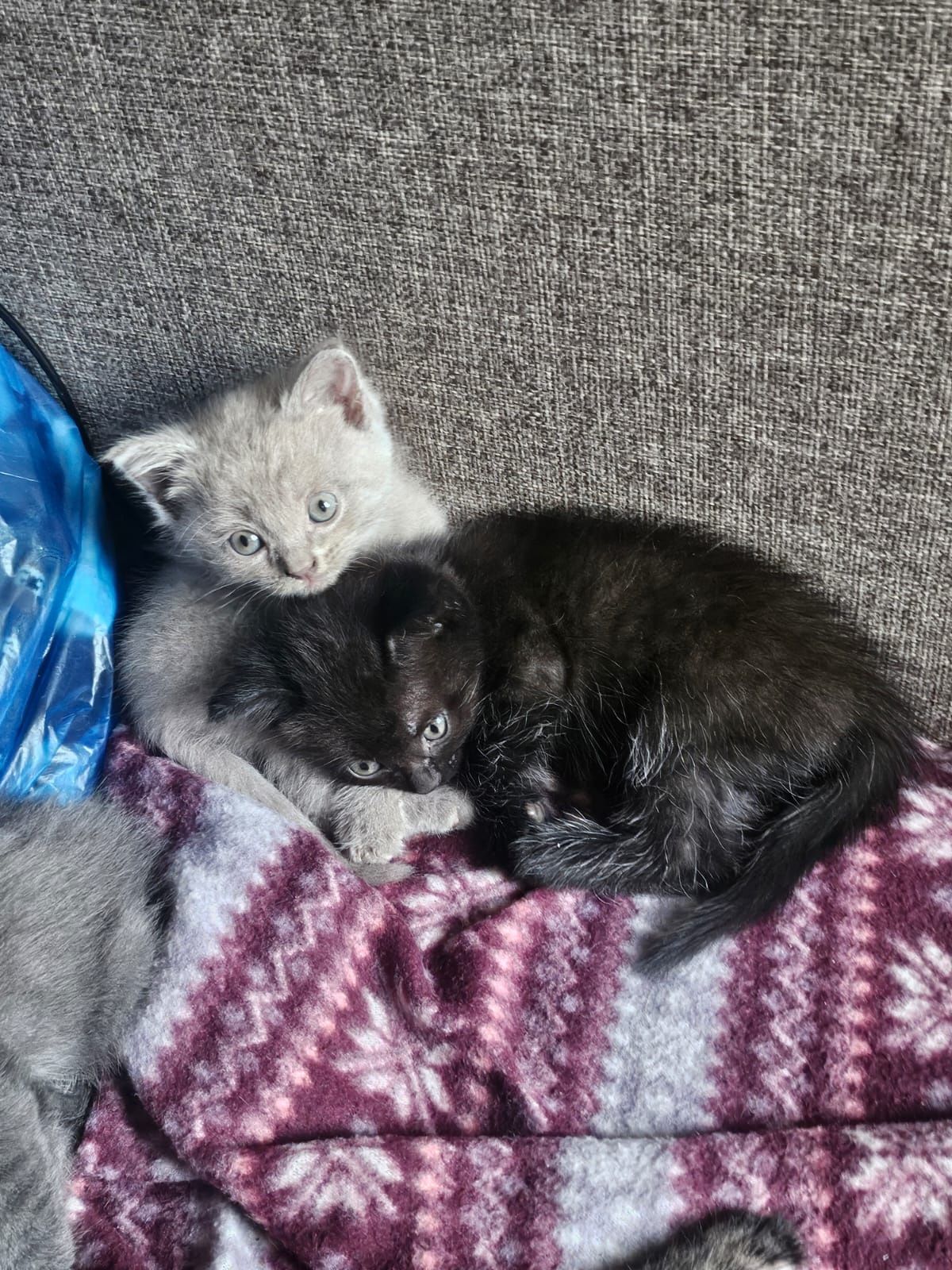 Котятя от британки 1,5 месяца
