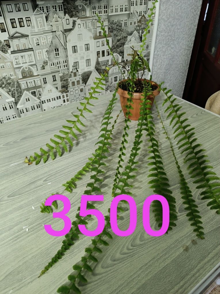 Цветы не дорого   от 500 и выше