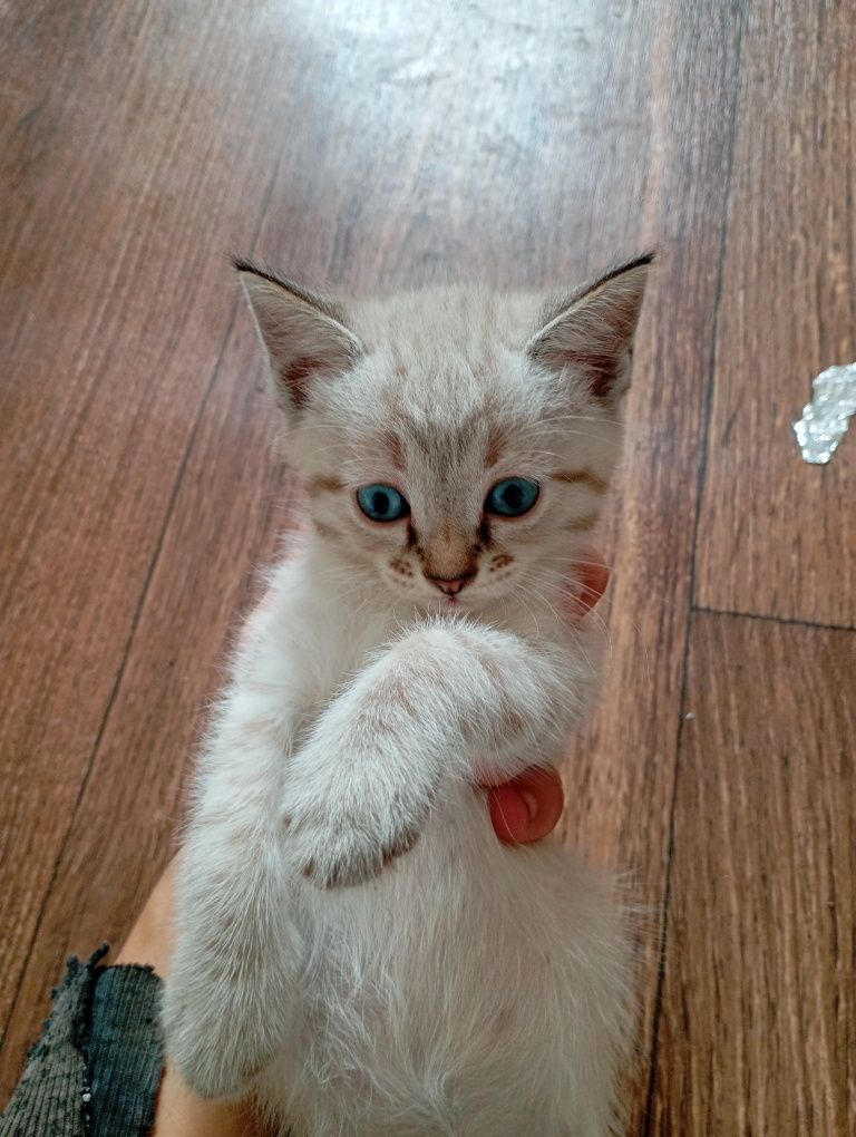 Котята  отдам в добрые руки