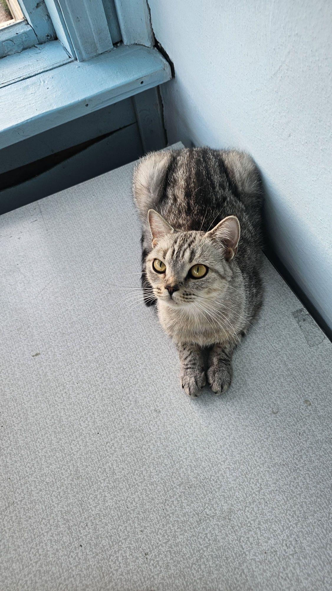 Котята шотландские