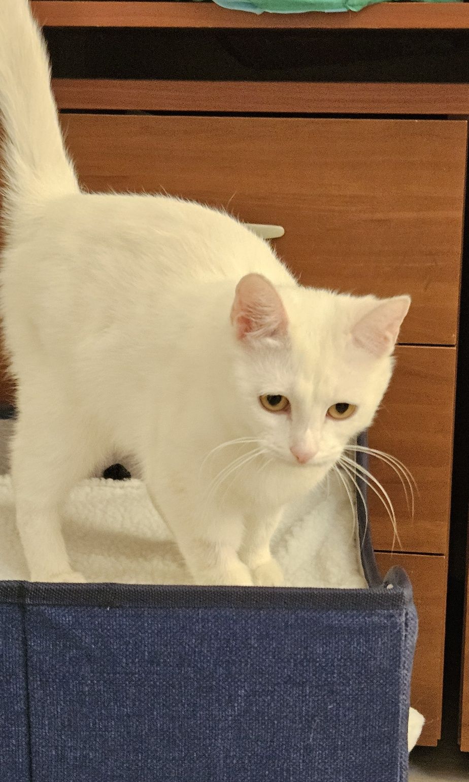 Котёнок подросток ищет дом