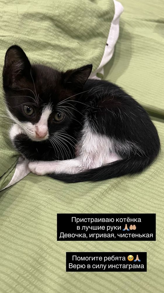 Котенок девочка отдам в лучшие руки
