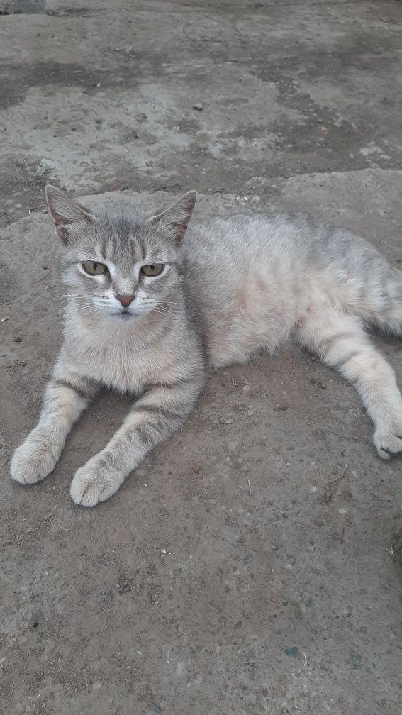 Отдам в добрые руки