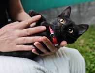 Отдам котёнка в хорошие руки
