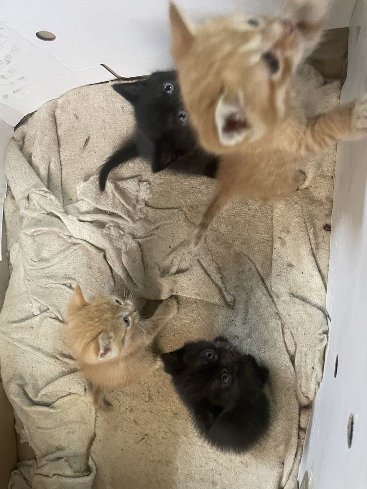 Котята даром помгите пожалуйста