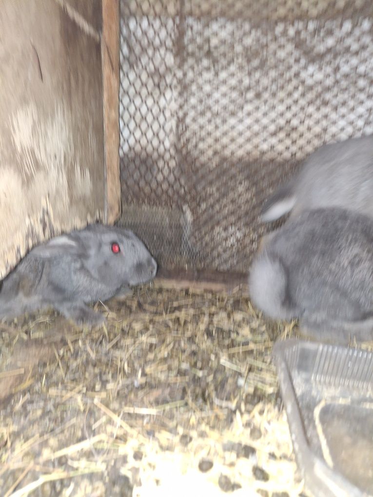 продам кроликов.