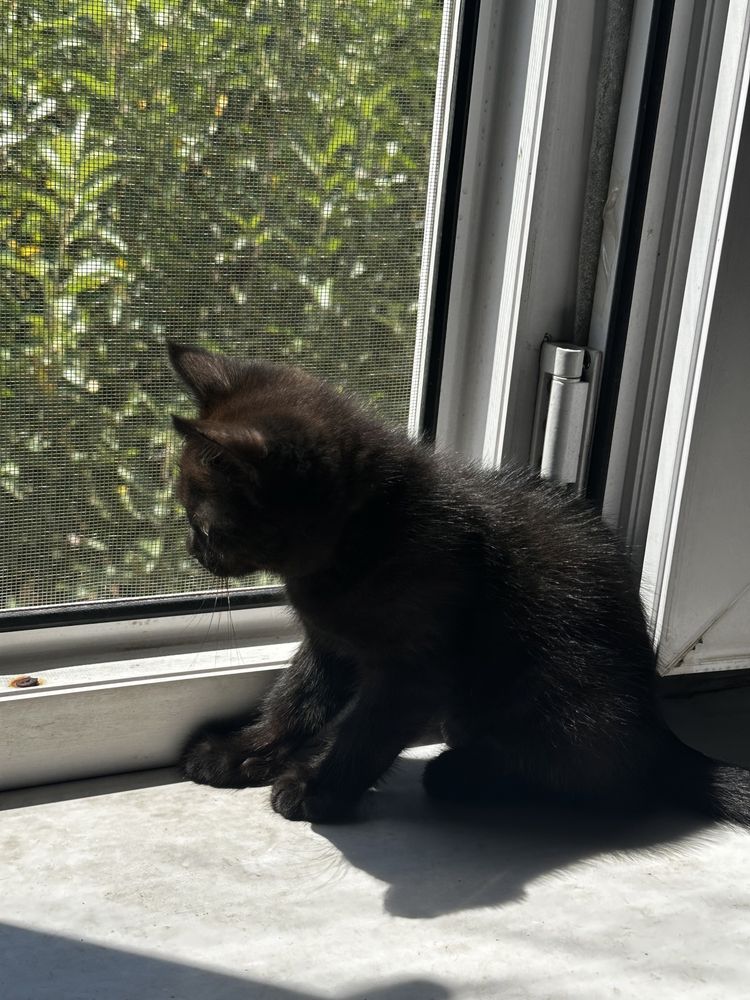 Отдаем Черных необычных кошек