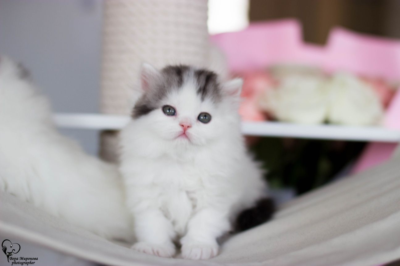 Шотландские котята Фолд страйт Шиншилла