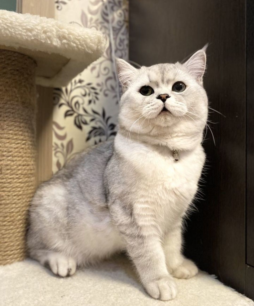 Брутальный британский кот, для вязки, ждет невест!