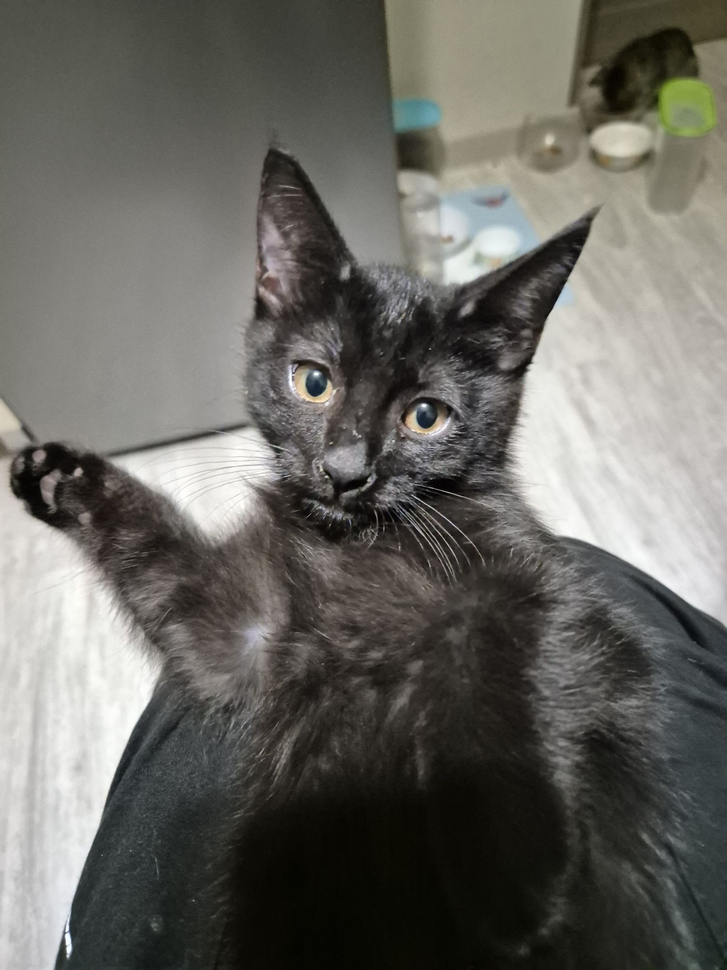 Хорошие котята, к лотку приучены