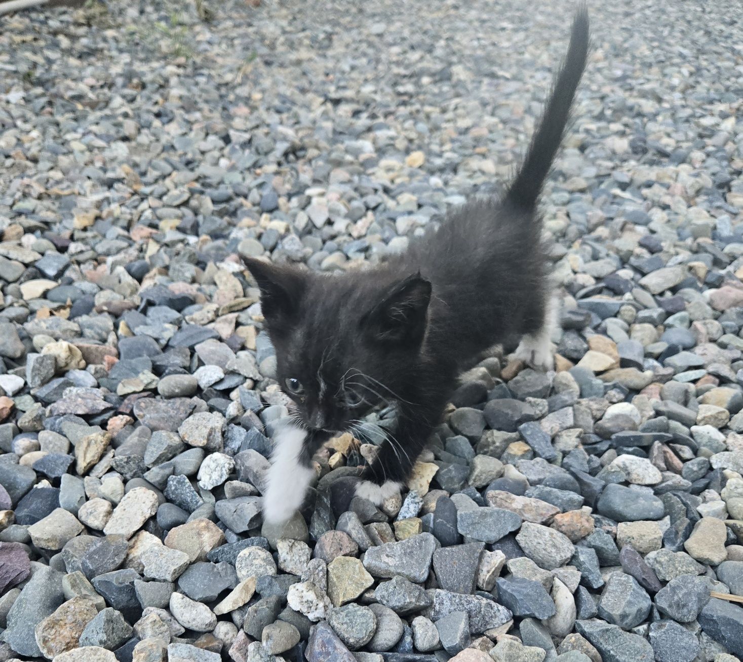 Котята бесплатно