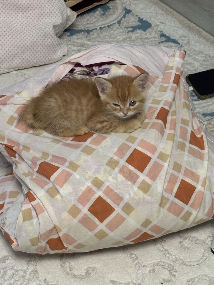 Пррдам котенка мальчик шотланский скоттиш