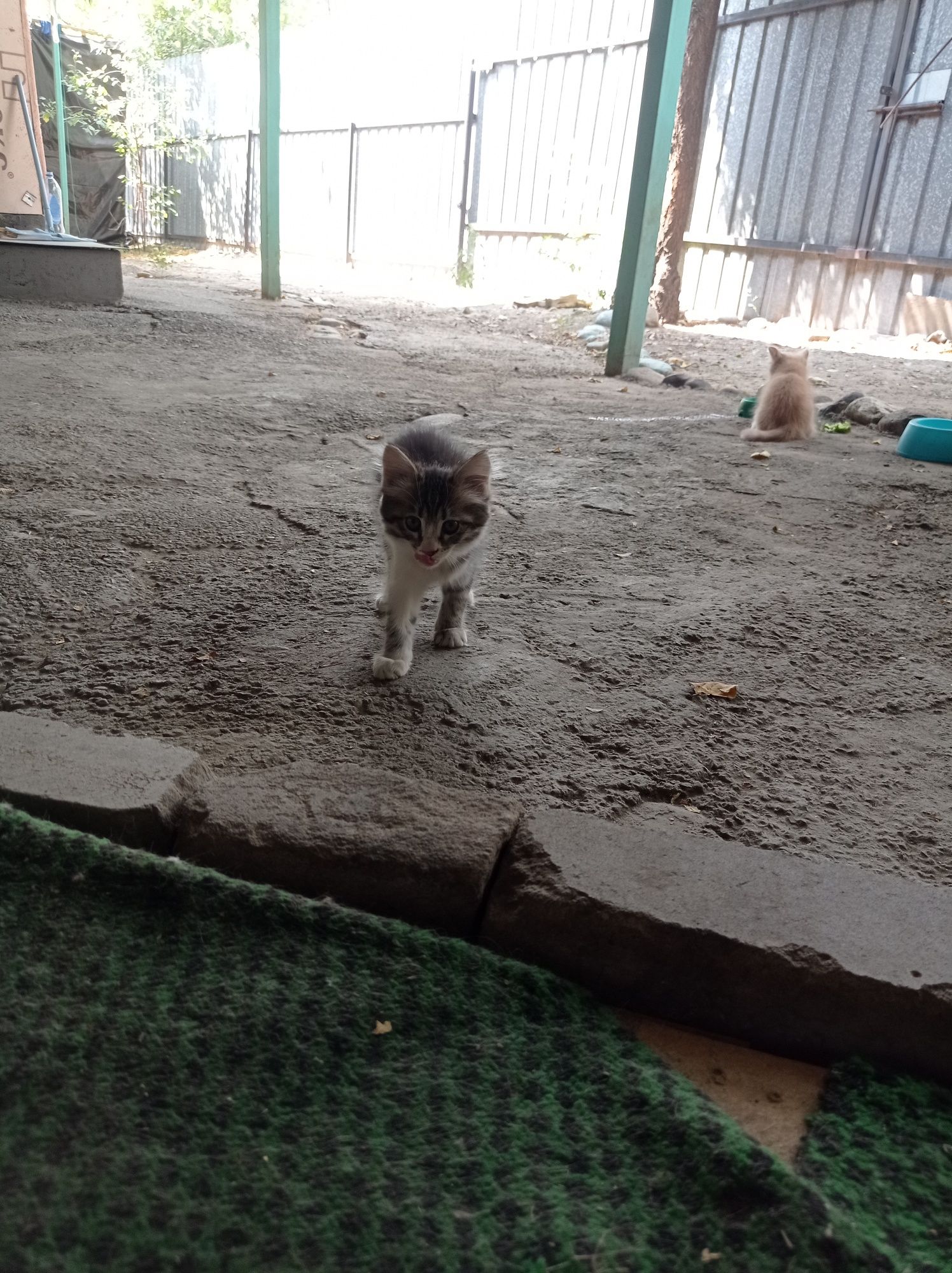 Котята отдам бесплатно