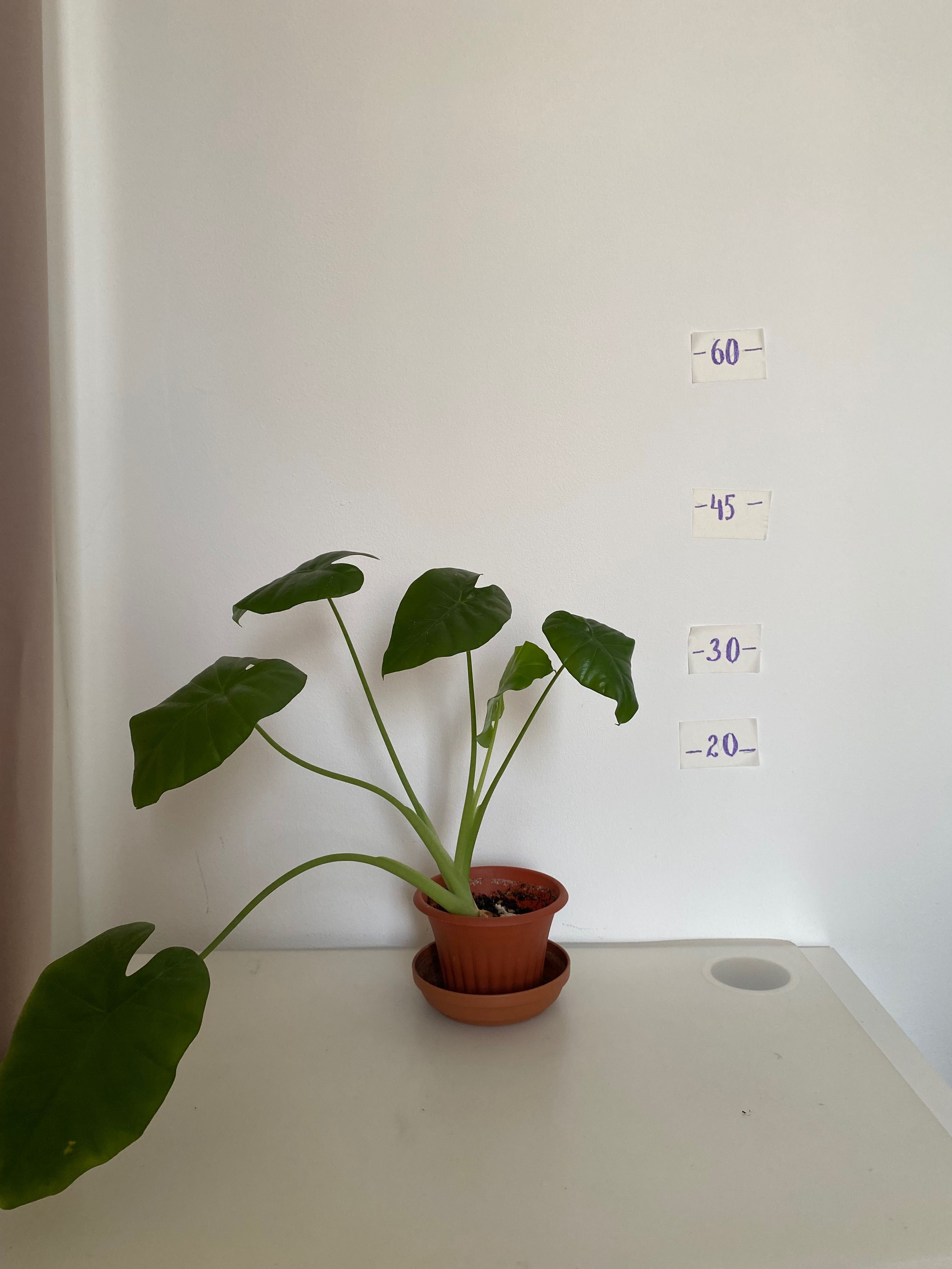 Продам комнатные цветы