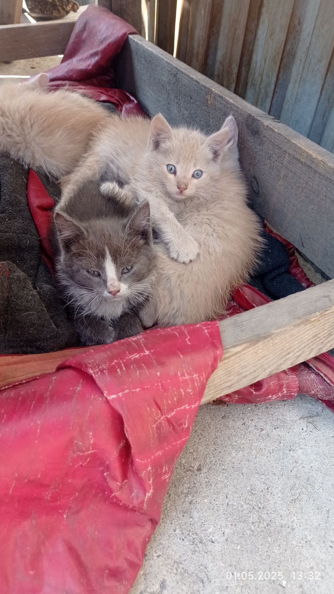 Отдам котят в хорошие руки