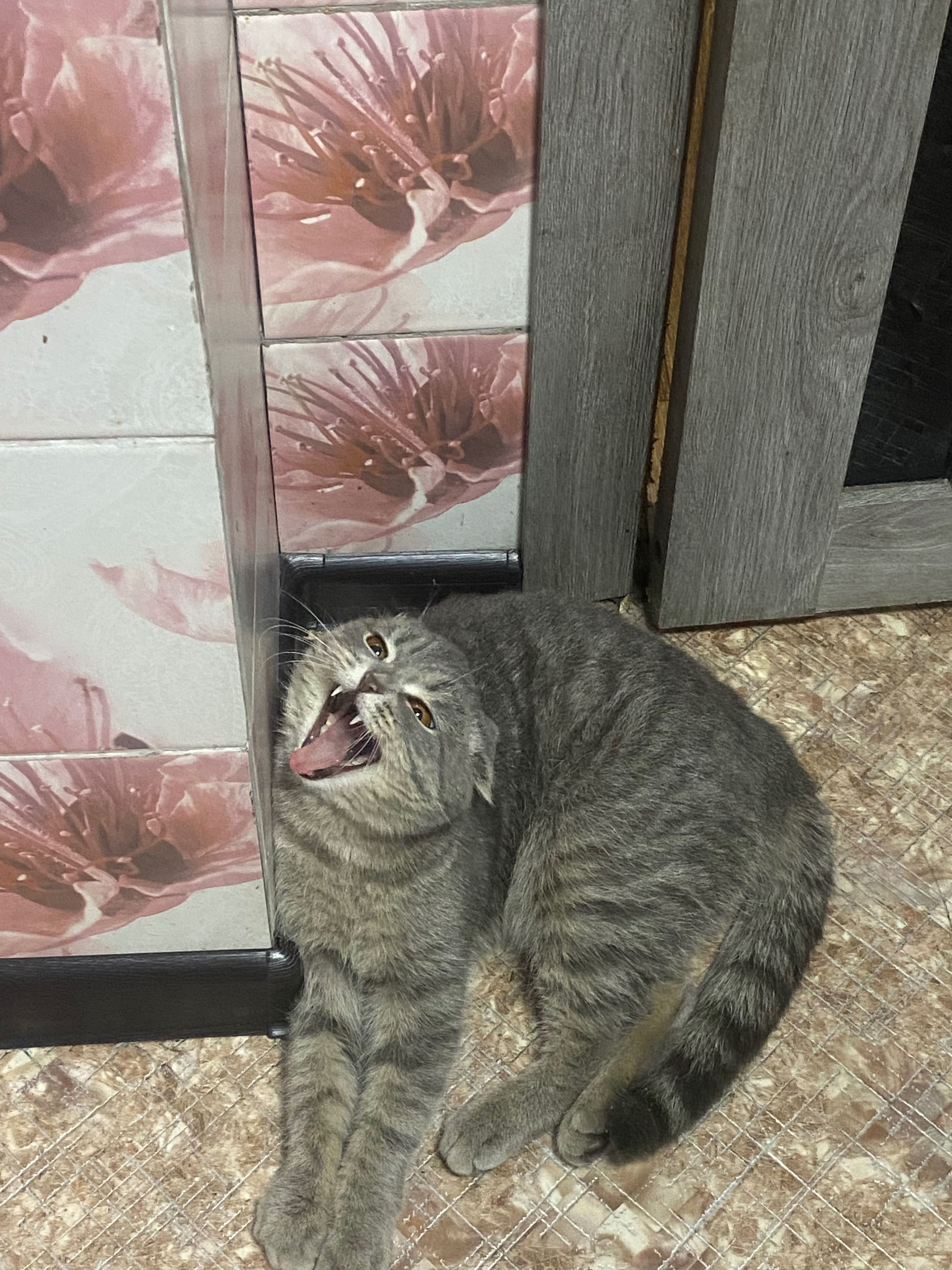 Продам котят животные