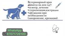 Ветеринар выезд на дом