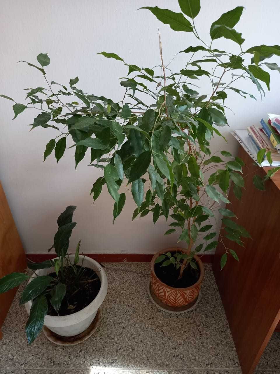 Продам комнатные цветы.