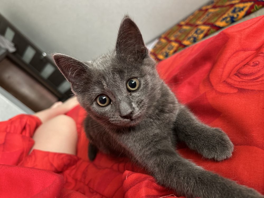Ищем новый дом для котенка