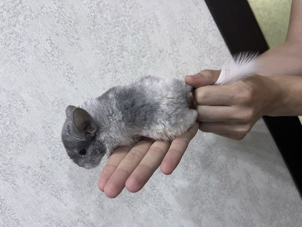 Шиншилла мальчик