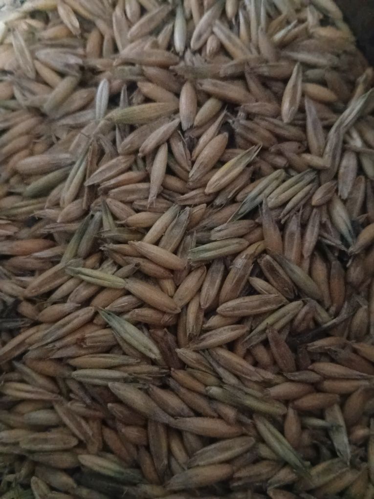 Продам овёс,  ячмень сухой