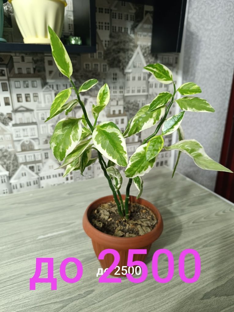 Цветы не дорого   от 500 и выше