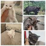 Отдам котят в надежные руки