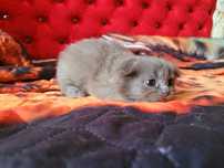 Котёнок шотландский вислоухий чистокровный
