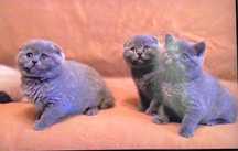 Скоттиш-Фолд шотландские вислоухие котята