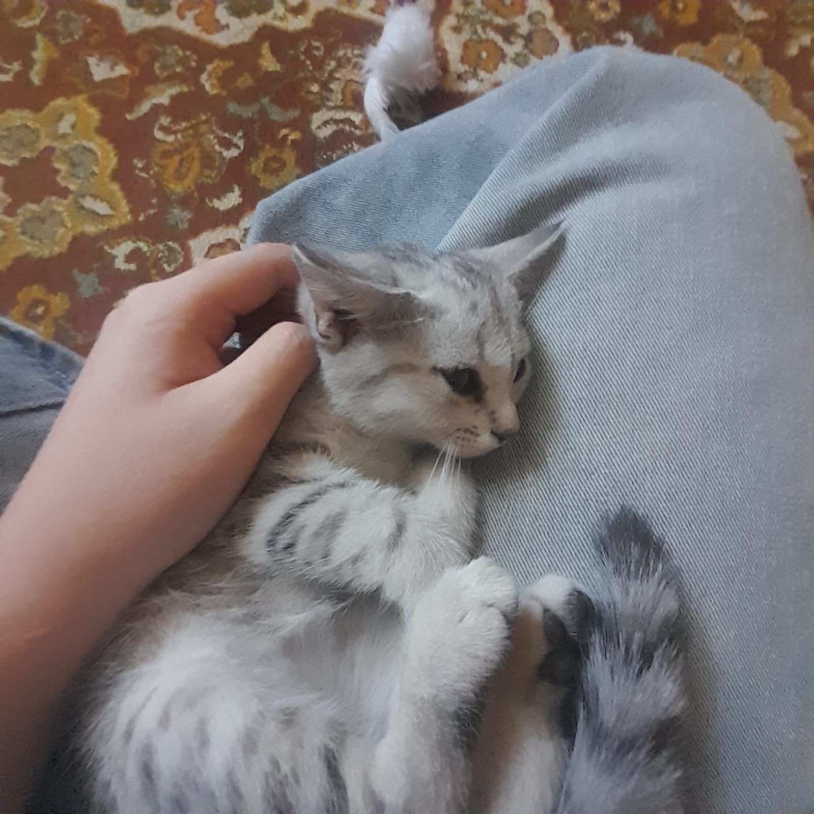 Бесплатно котенок