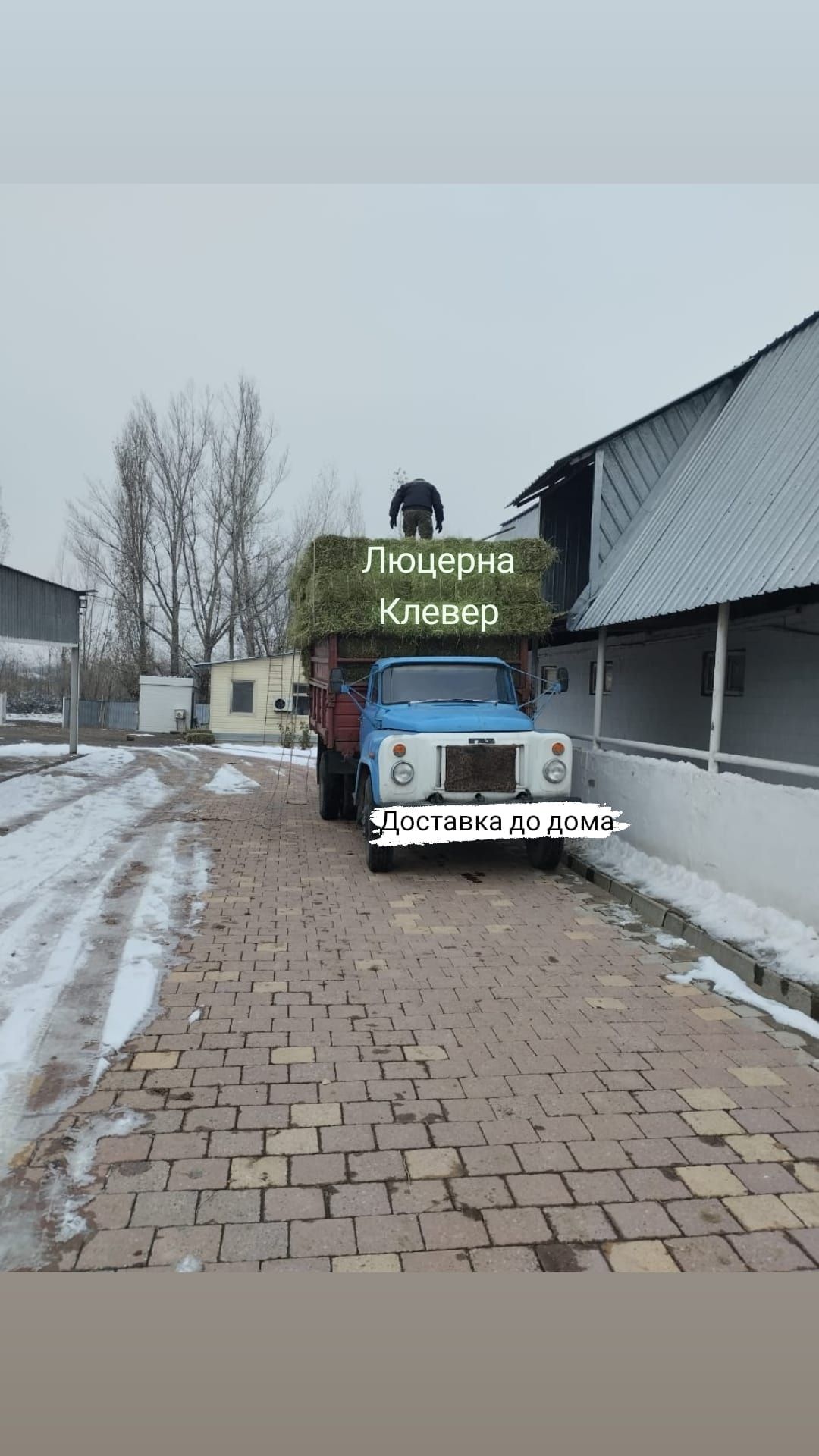 Люцерна Клевер с Доставкой