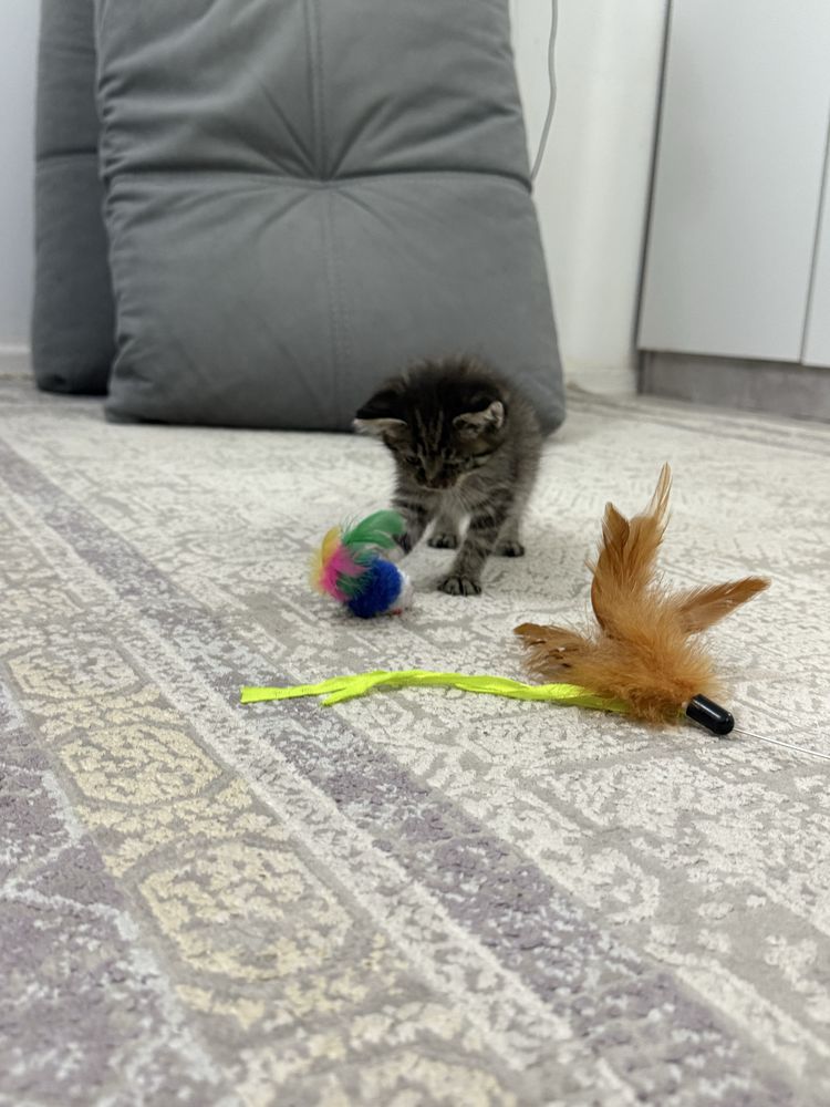 Отдам котёнка в добрые руки