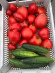 Продам домашние помидоры  и перец