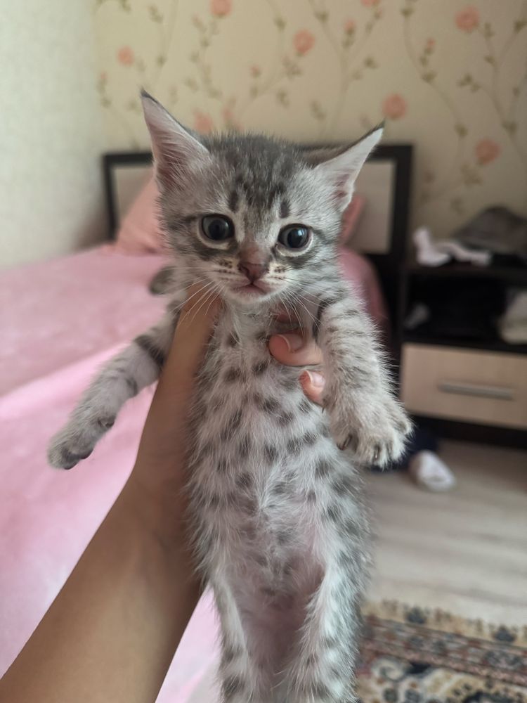 котята 6 - 500тг