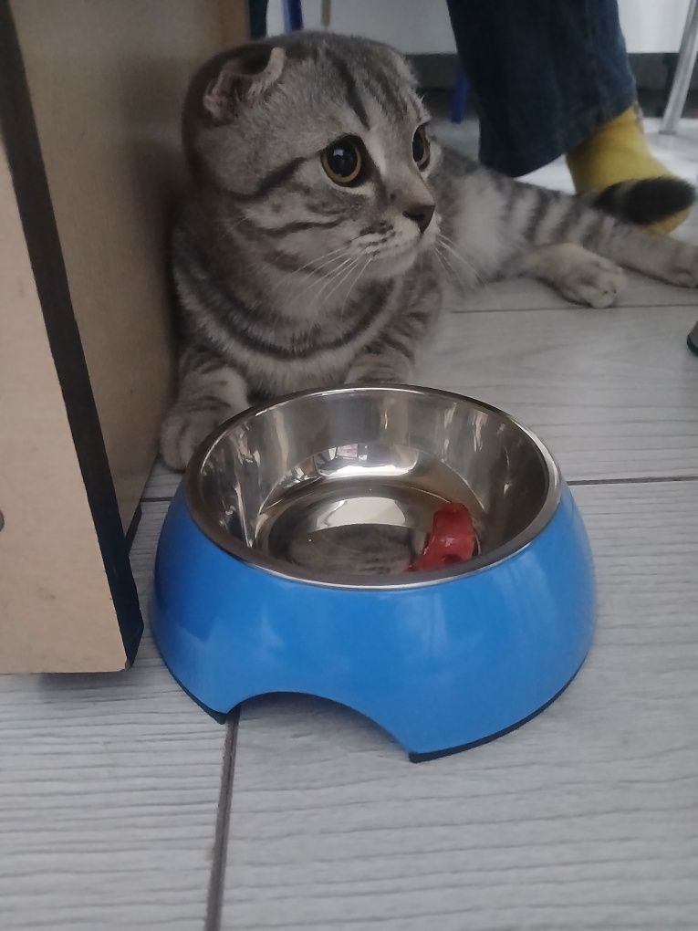 Отдам в добрые руки кошку (вислоухая).
Очень ласковая и умная, к лотку