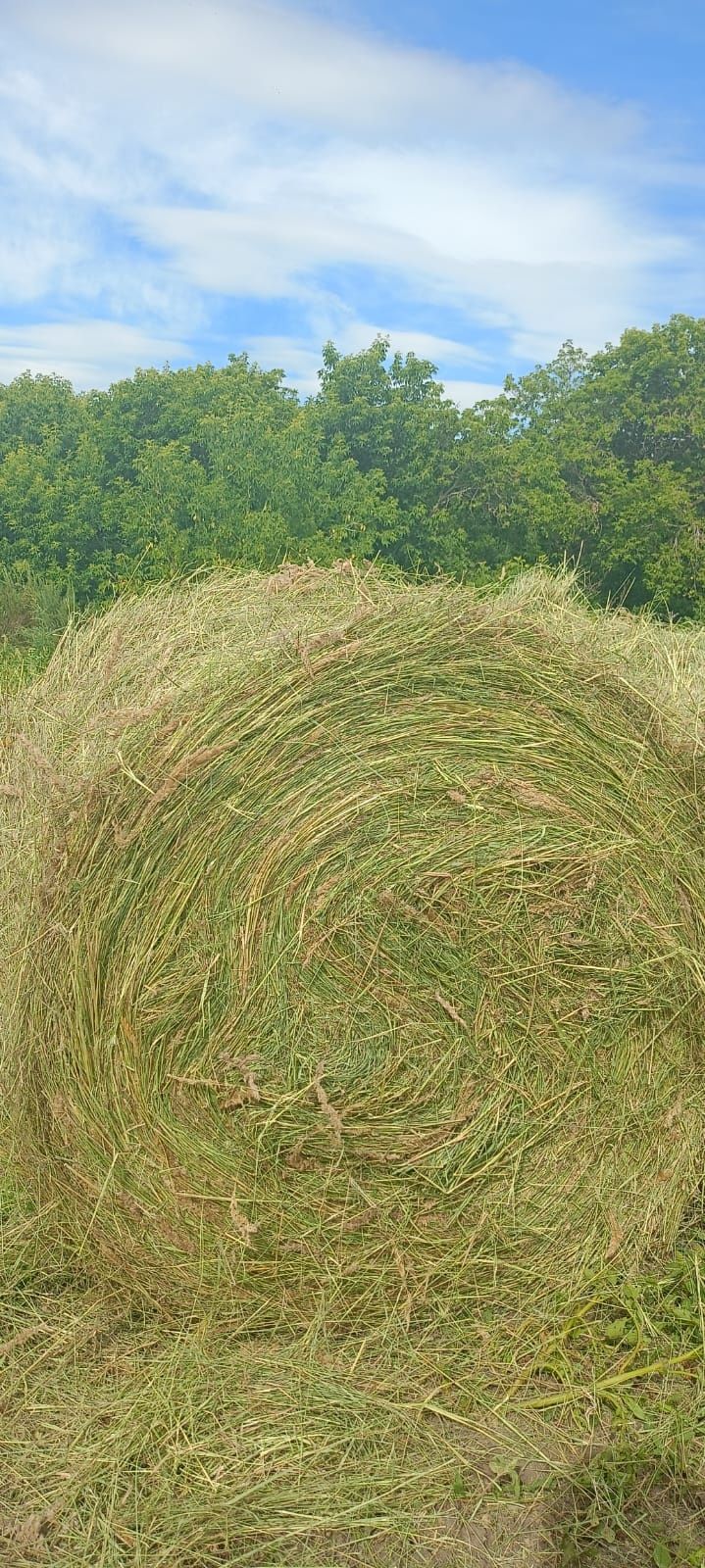 Продам сено в таких, свежее