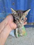 Мысық ,кот ,cat тегін