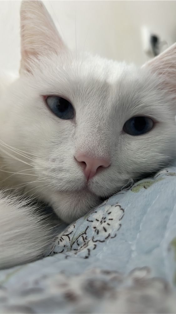 Отдам кота только в хорошие руки!