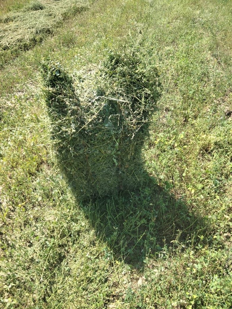 Сено люцерно с доставкой