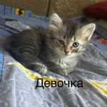 Отдам котят в добрые руки!