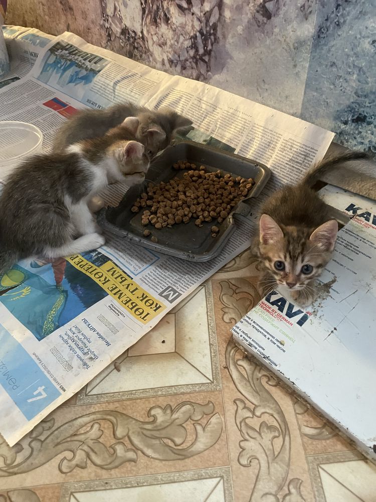 Отдам котят в добрые руки