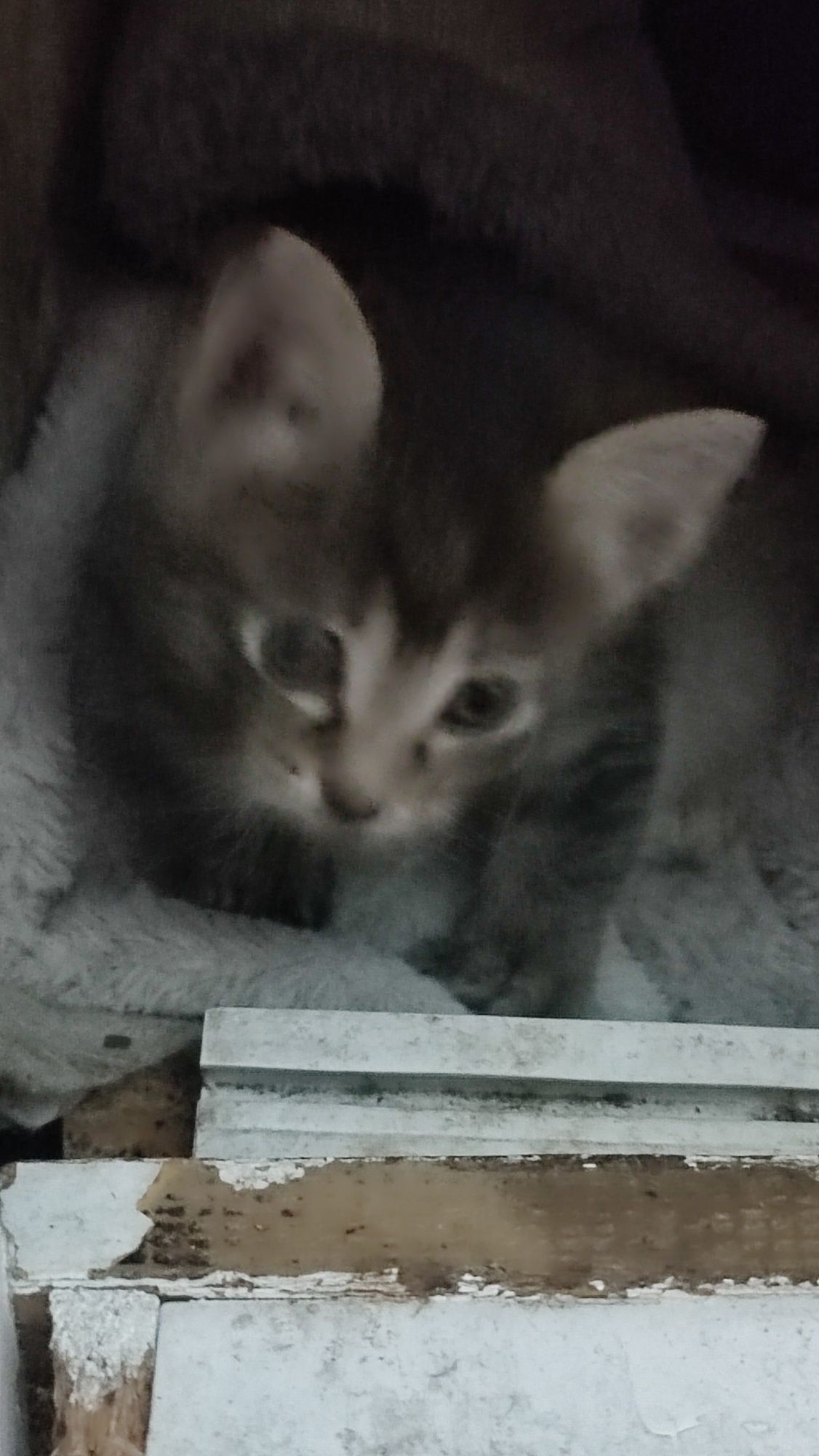 Котята отдам в хорошие руки