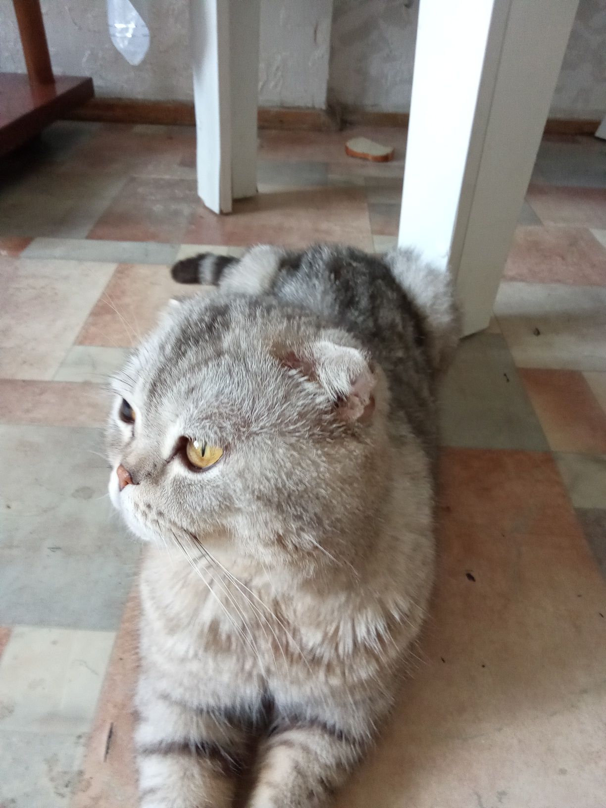 Кот бесплатно в хорошие руки